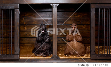 portrait of two nice american cocker spaniels in nice dog house portrait of two nice american cocker spaniels in nice dog house 71856736