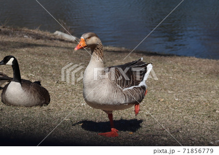 Wild Goose playing in the Ta-Ha-Zouka Park  71856779