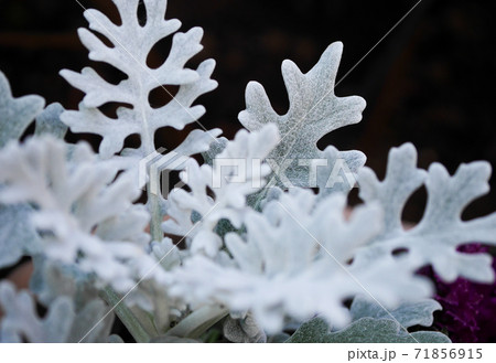 白い葉のシロタエギク 白妙菊 03の写真素材