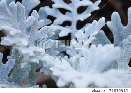 白い葉のシロタエギク 白妙菊 04の写真素材