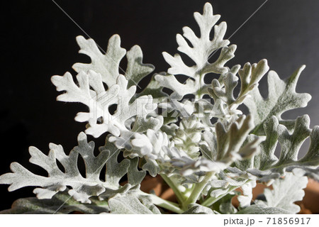 白い葉のシロタエギク(白妙菊)05 白い葉のシロタエギク(白妙菊)05 71856917