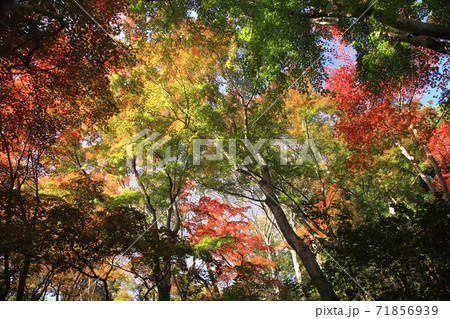 秩父御嶽神社　紅葉 71856939