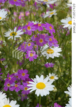 春の花畑 71857420