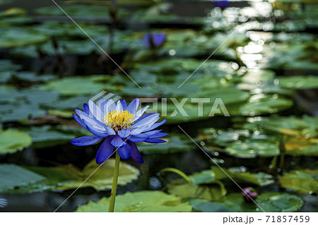 秋に咲く植物園の熱帯睡蓮の花 秋に咲く植物園の熱帯睡蓮の花 71857459
