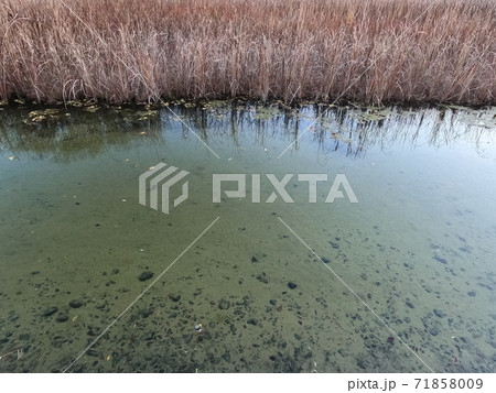 葦の生えた池 71858009