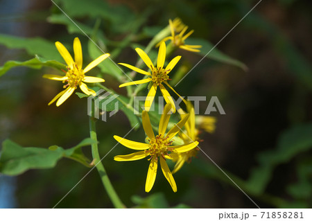晩秋から冬に黄色の小花を咲かせるキノボリギク（木登り菊） 71858281