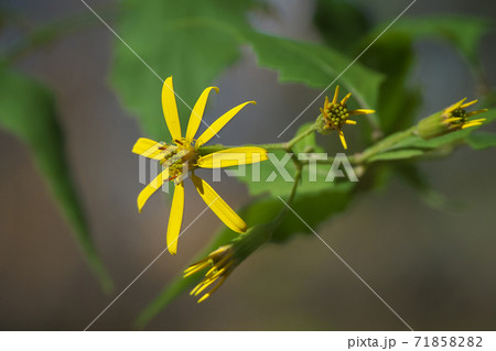 晩秋から冬に黄色の小花を咲かせるキノボリギク（木登り菊） 71858282