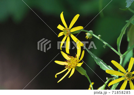 晩秋から冬に黄色の小花を咲かせるキノボリギク（木登り菊） 71858285