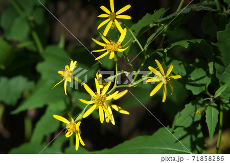 晩秋から冬に黄色の小花を咲かせるキノボリギク（木登り菊） 71858286