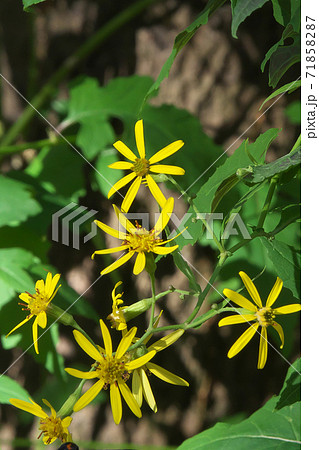 晩秋から冬に黄色の小花を咲かせるキノボリギク（木登り菊） 71858287