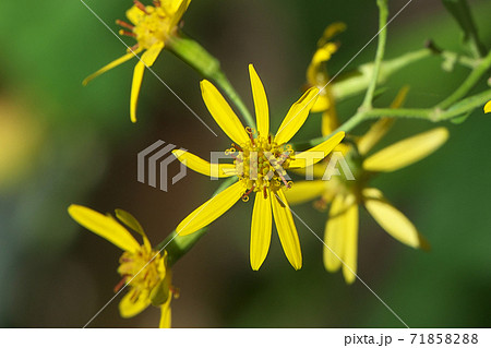 晩秋から冬に黄色の小花を咲かせるキノボリギク（木登り菊） 71858288