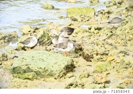 干潟の満潮時 干潟の満潮時 71858343