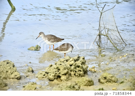 干潟の満潮時 71858344