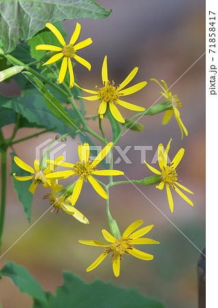 晩秋から冬に黄色の小花を咲かせるキノボリギク（木登り菊） 71858417