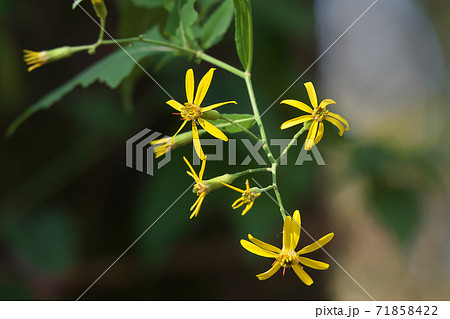 晩秋から冬に黄色の小花を咲かせるキノボリギク（木登り菊） 71858422