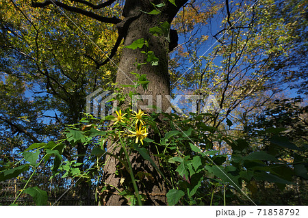 木の上へ上へと茎を伸ばすキノボリギク（木登り菊）　11月撮影 71858792