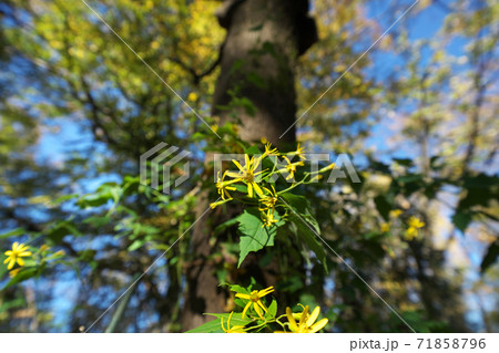 木の上へ上へと茎を伸ばすキノボリギク（木登り菊）　11月撮影 71858796