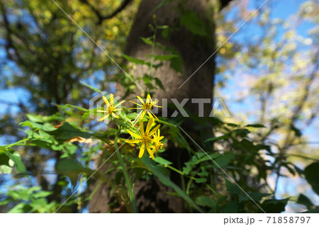 木の上へ上へと茎を伸ばすキノボリギク（木登り菊）　11月撮影 71858797