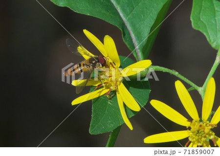 キノボリギク（木登り菊）の花蜜を吸うホソヒラタアブ 71859007