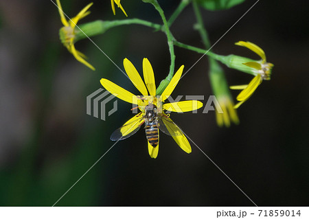 キノボリギク（木登り菊）の花蜜を吸うホソヒラタアブ 71859014