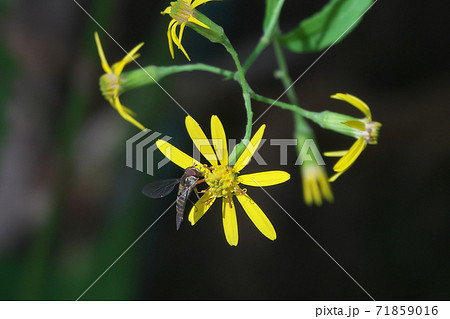 キノボリギク（木登り菊）の花蜜を吸うホソヒラタアブ 71859016