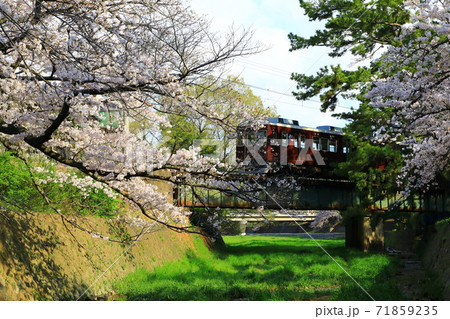 夙川河川敷緑地(夙川公園)の桜 71859235