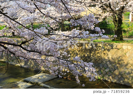 夙川河川敷緑地(夙川公園)の桜 71859236