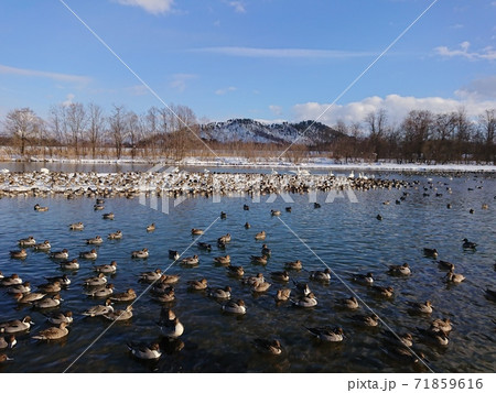 鴨の群れ　窪田水辺の楽校　米沢市 71859616