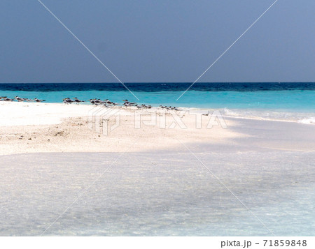Maldives砂州の島のアジサシ 71859848