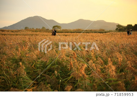 夕焼け 日没 草原 71859953