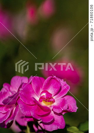 ひっそりと秋を彩る薔薇の花 ひっそりと秋を彩る薔薇の花 71860106