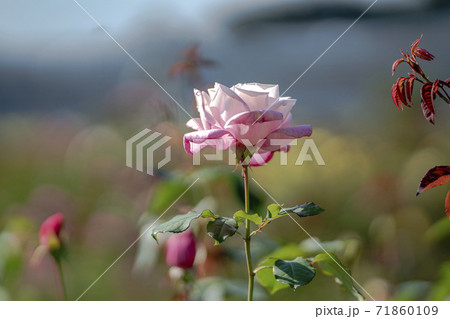 ひっそりと秋を彩る薔薇の花 ひっそりと秋を彩る薔薇の花 71860109