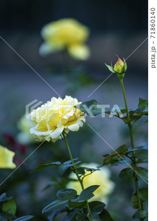 ひっそりと秋を彩る薔薇の花 ひっそりと秋を彩る薔薇の花 71860140