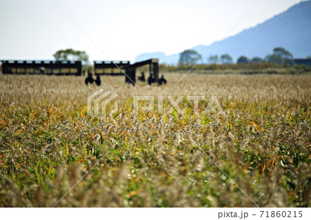 草原 女性 女 71860215