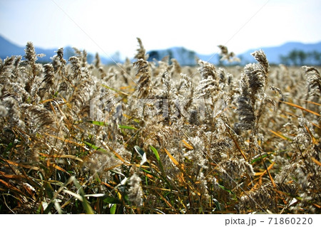 秋 女性 女 71860220