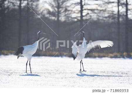 二羽で踊るタンチョウ(北海道・鶴居) 二羽で踊るタンチョウ(北海道・鶴居) 71860353