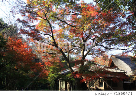 睡足軒の森 71860471