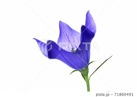 桔梗の花 　秋の七草のひとつ　（fix撮影） 71860491