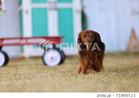 クリスマスを楽しむダックスフンド クリスマスを楽しむダックスフンド 71860523