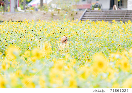 岐阜県 花フェスタ記念公園のミニフラワーに囲まれた男の子の写真素材