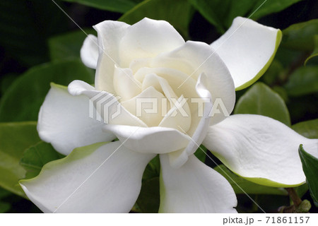 梔子の純白で清楚な花から甘い香りが漂う 71861157