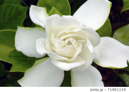 梔子の純白で清楚な花から甘い香りが漂う 71861159
