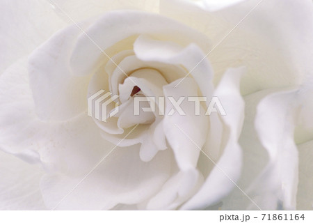 梔子の純白で清楚な花から甘い香りが漂う 梔子の純白で清楚な花から甘い香りが漂う 71861164