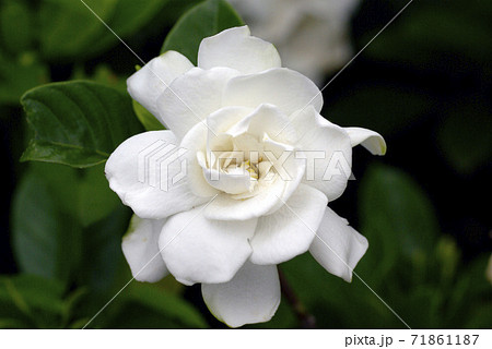 梔子の純白で清楚な花から甘い香りが漂うの写真素材