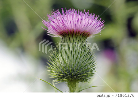 ドイツアザミの花や蕾の模様が面白いの写真素材