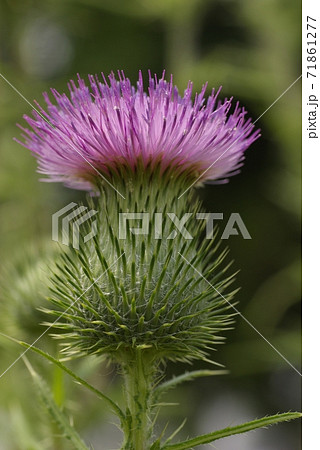 ドイツアザミの花や蕾の模様が面白いの写真素材 [71861277] - PIXTA