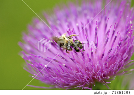 ドイツアザミの花の蜜を吸う蜜蜂の写真素材