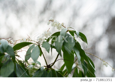 薬師池公園に咲く馬酔木 71861351