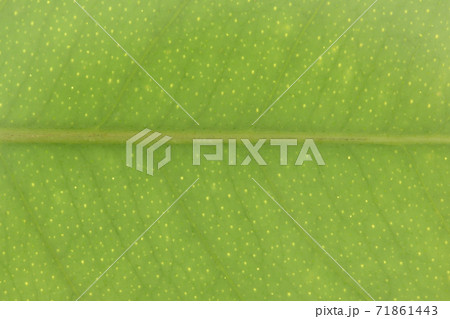 レモンの葉と葉脈の写真素材