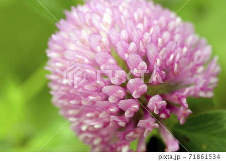 シロツメグサ クローバー のピンクの小さな花たちが可愛いの写真素材